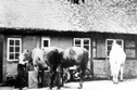 Auf Maacks Hof, Rudolf Maack mit seinen Pferden
